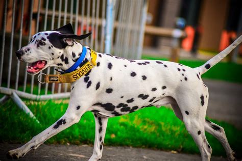 orecchie da dalmata|Dalmata: carattere, cure, curiosità e consigli su questa .